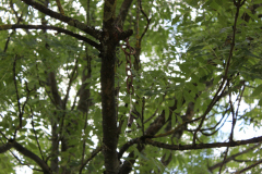 IMG_5809